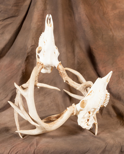 Double Deer Skull