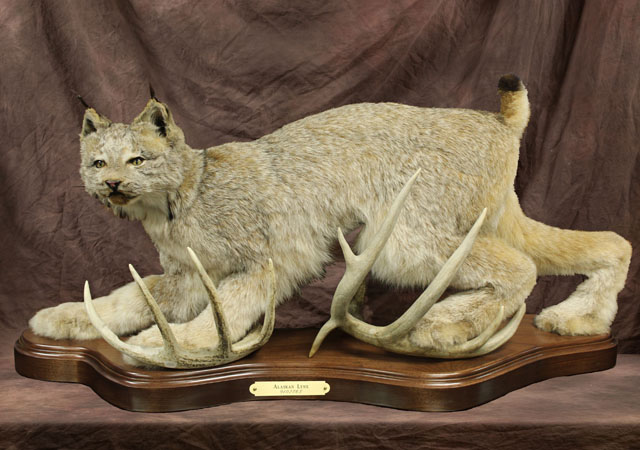 Alaskan Lynx #9102565