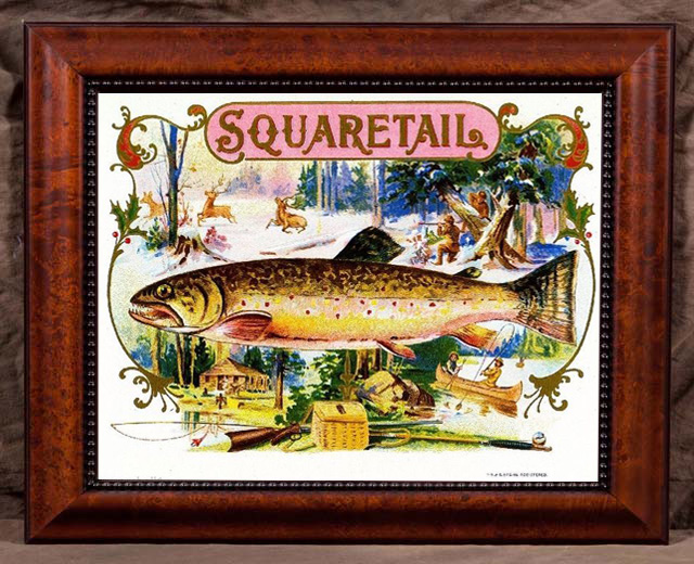 Squaretail